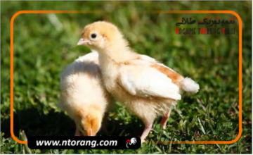 نکات مهم پرورش مرغ محلی